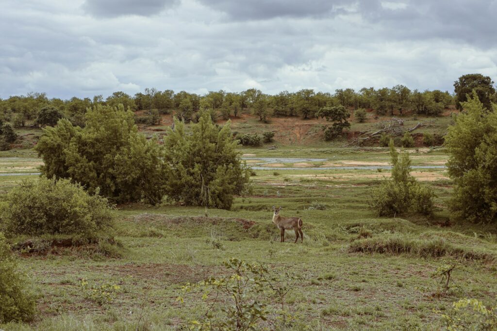 Shuttle Services Between Johannesburg and Entambeni Game Reserve